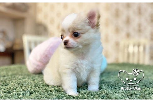 成約済の愛知県のチワワ(ロングコート)-128557の7枚目