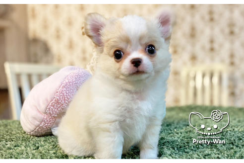 成約済の愛知県のチワワ(ロングコート)-128557の8枚目