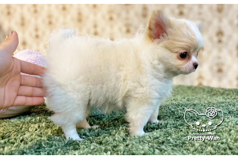 成約済の愛知県のチワワ(ロングコート)-128557の9枚目