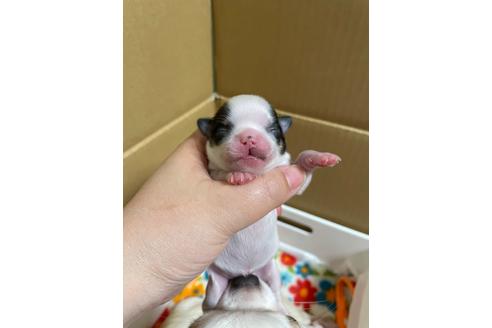 成約済の埼玉県のチワワ(ロングコート)-128559の32枚目