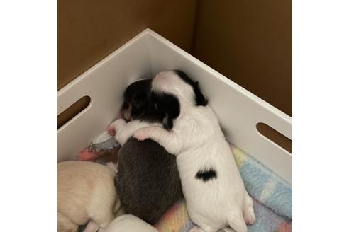 成約済の埼玉県のチワワ(ロングコート)-128559の30枚目