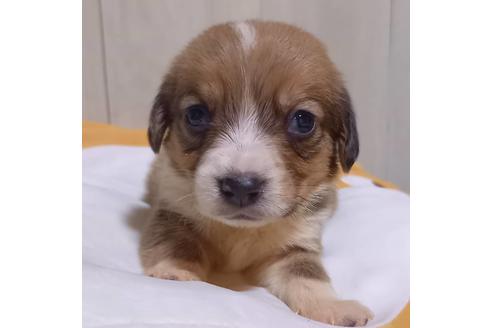 成約済の神奈川県のミックス犬-127845の1枚目