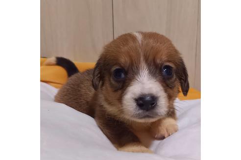 成約済の神奈川県のミックス犬-127845の5枚目