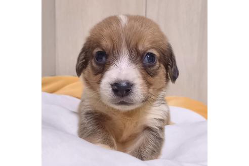 成約済の神奈川県のミックス犬-127845の4枚目
