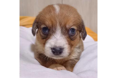 成約済の神奈川県のミックス犬-127845の3枚目