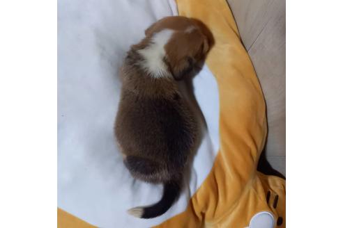成約済の神奈川県のミックス犬-127845の2枚目