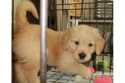 成約済の長崎県のゴールデンレトリーバー-126884の2枚目
