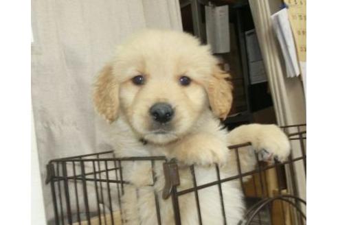 成約済の長崎県のゴールデンレトリーバー-126872の1枚目