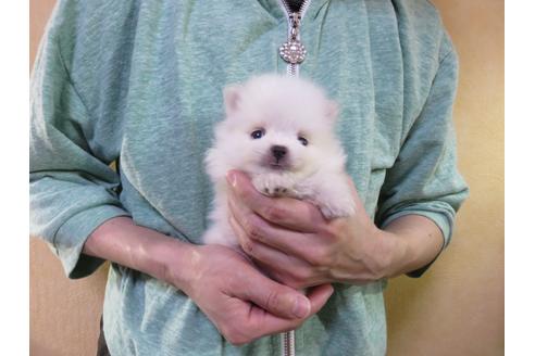 成約済の愛知県のポメラニアン-126414の1枚目