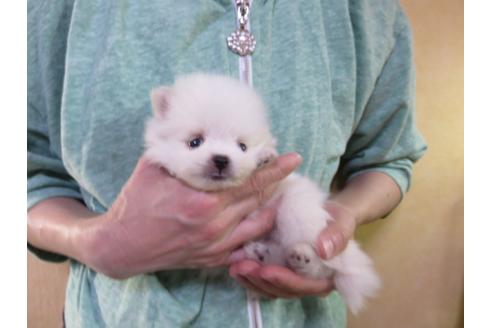 成約済の愛知県のポメラニアン-126414の3枚目