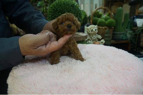 成約済の京都府のティーカッププードル-128294の2枚目