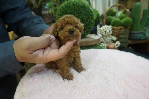 成約済の京都府のティーカッププードル-128294の3枚目