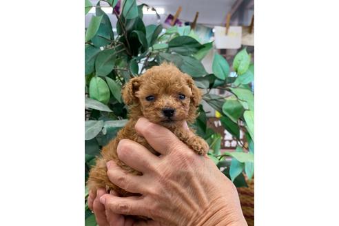 成約済の山梨県のタイニープードル-128618の3枚目