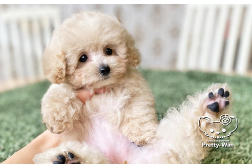 成約済の愛知県のタイニープードル-123721の2枚目