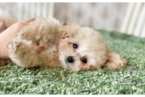 成約済の愛知県のタイニープードル-123721の3枚目