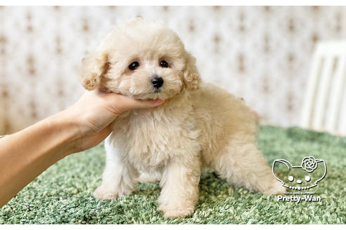 成約済の愛知県のタイニープードル-123721の4枚目