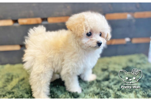 成約済の愛知県のタイニープードル-123719の3枚目