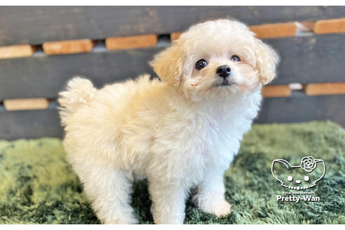 成約済の愛知県のタイニープードル-123719の2枚目