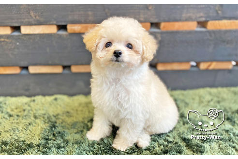 成約済の愛知県のタイニープードル-123719の1枚目