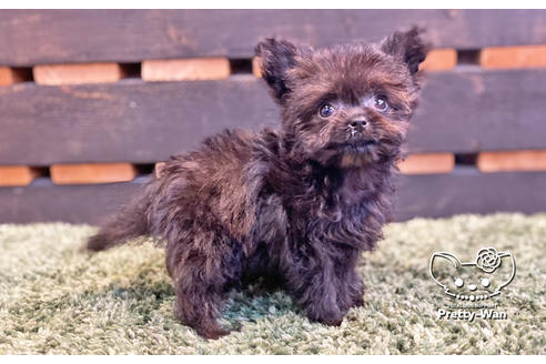 成約済の愛知県のチワプー:チワワ×トイプードル-122887の2枚目