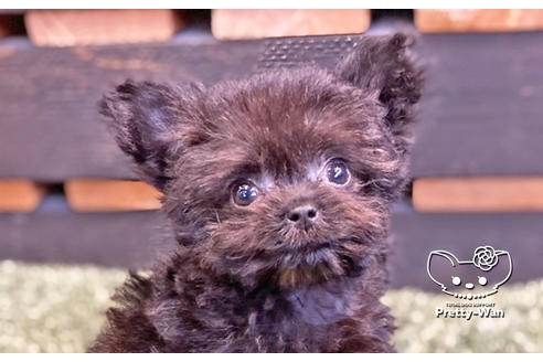 成約済の愛知県のチワプー:チワワ×トイプードル-122887の1枚目