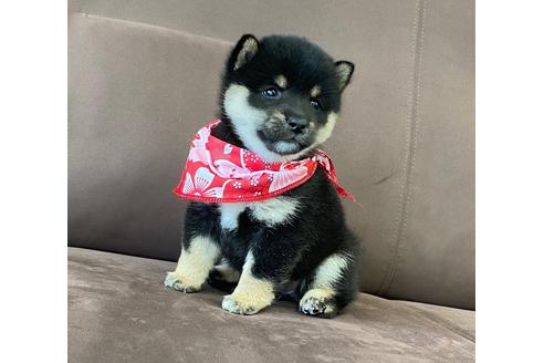 香川県の豆柴 女の子 21 02 生まれ むっちりころりん可愛い黒豆柴ちゃん 子犬id ブリーダーナビ 香川県の豆柴 女の子 21 02 生まれ むっちりころりん可愛い黒豆柴ちゃん 子犬id ブリーダーナビ