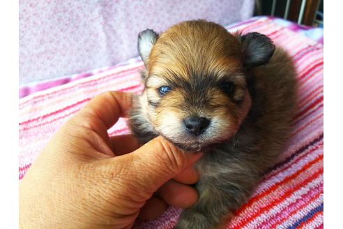 成約済の栃木県のポメラニアン-128659の1枚目