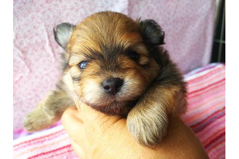 成約済の栃木県のポメラニアン-128659の2枚目