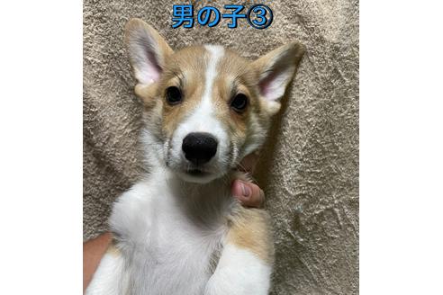 成約済の茨城県のウェルシュコーギーペンブローク-123563