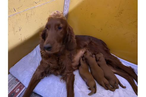 栃木県のアイリッシュセッター 女の子 21 02 23生まれ 4 の迄受付 子犬id ブリーダーナビ 栃木県のアイリッシュセッター 女の子 21 02 23生まれ 4 の迄受付 子犬id ブリーダーナビ