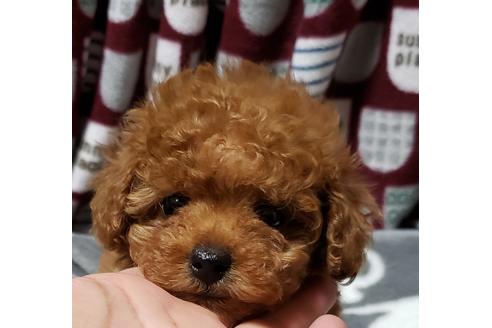 ティーカッププードルの子犬を探す ブリーダーナビ ティーカッププードルの子犬を探す ブリーダーナビ