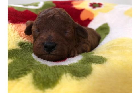 成約済の神奈川県のトイプードル-127199の5枚目