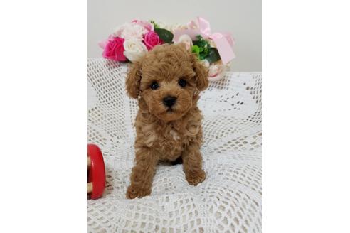 成約済の千葉県のミックス犬-128696