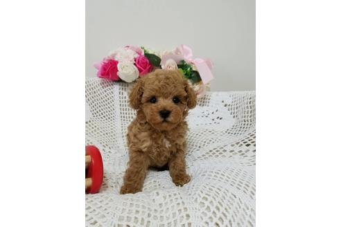成約済の千葉県のミックス犬-128696の5枚目