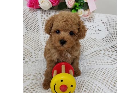 成約済の千葉県のミックス犬-128696の4枚目