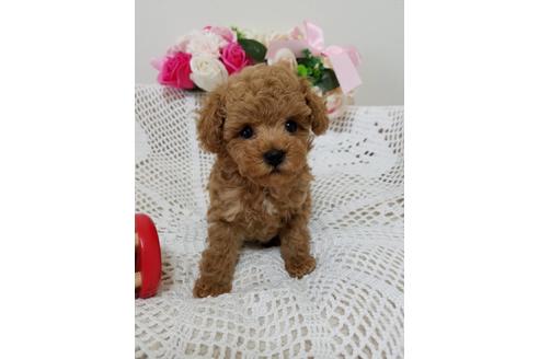 成約済の千葉県のミックス犬-128696の3枚目