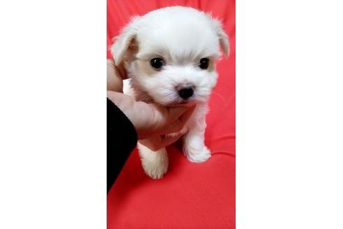 成約済の宮崎県のマルチーズ-128697の1枚目