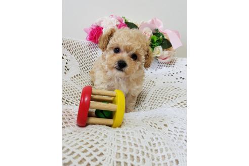 成約済の千葉県のミックス犬-128700