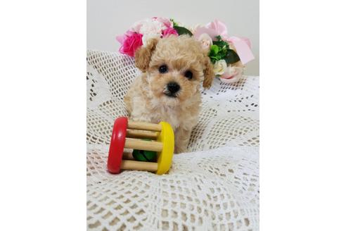 成約済の千葉県のミックス犬-128700の5枚目