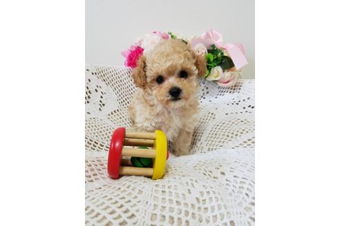 成約済の千葉県のミックス犬-128700の4枚目