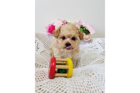 成約済の千葉県のミックス犬-128700の3枚目
