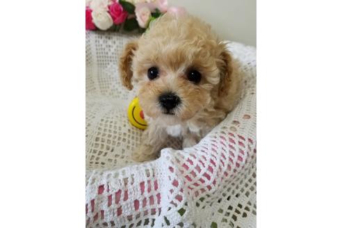 成約済の千葉県のミックス犬-128700の2枚目