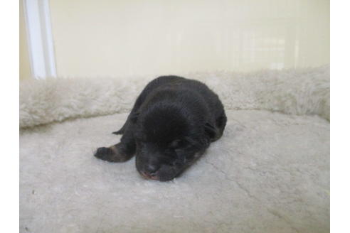 成約済の岡山県の豆柴-128717の6枚目