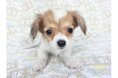 成約済の千葉県のパピヨン-128048の4枚目