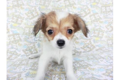 成約済の千葉県のパピヨン-128048の3枚目