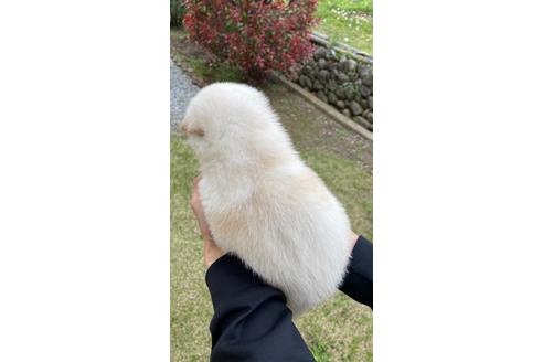 成約済の山梨県の柴犬-128759の4枚目