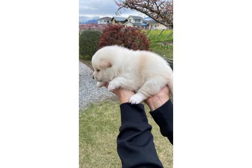 成約済の山梨県の柴犬-128759の3枚目