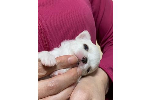 成約済の埼玉県のチワワ(ロングコート)-128793の9枚目
