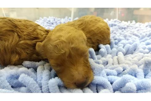 成約済の愛知県のトイプードル-127669の3枚目