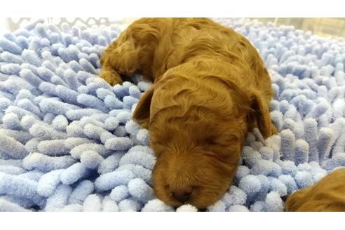 成約済の愛知県のトイプードル-127635の3枚目